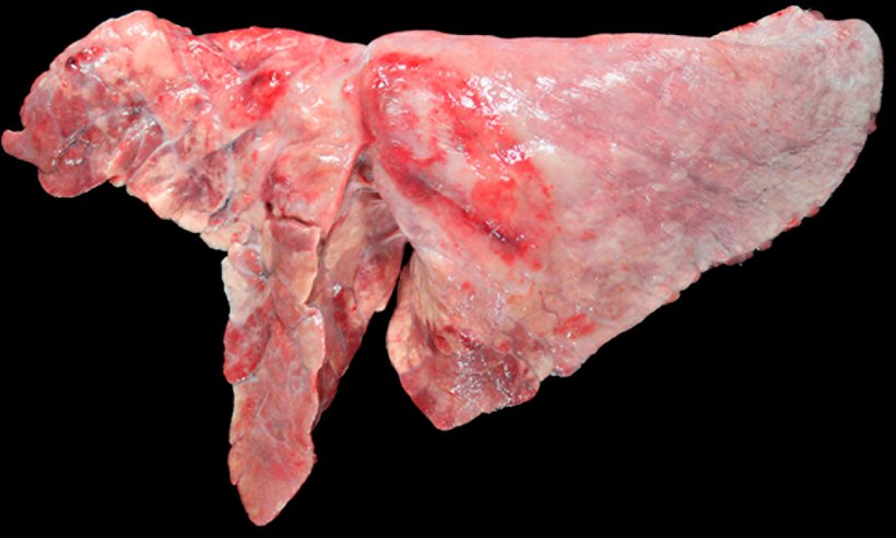 Фото 5: Коинфекция легких свиней M. hyopneumoniae и A. pleuropneumoniae. Красно-коричневые уплатннения в краниовентральной зоне, вызванные by M. hyopneumoniae, и овальные поражения с фиброзом плервы и кровоизлиянием в диафрагмальной доле, которые соответствуют хронической стадии после некроза, вызванного A. pleuropneumoniae.